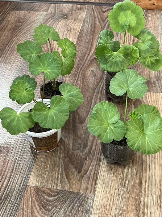 Квіти кімнатні різні