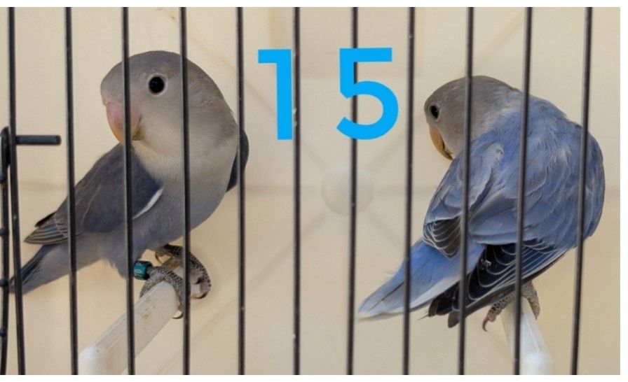 Casais de roseicollis