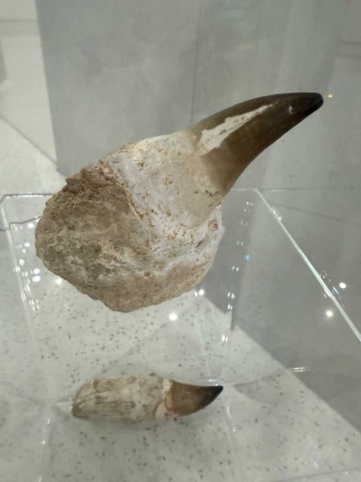 Prawdziwe zęby dinozaura Mosasaur Mozozaur Gigant