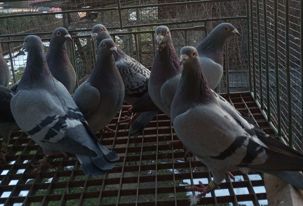 Sprzedam gołębie pocztowe