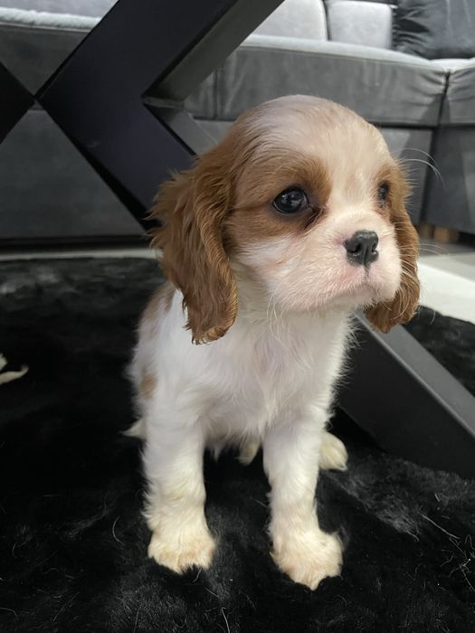 Suczka blenheim Cavalier King Charles Spaniel