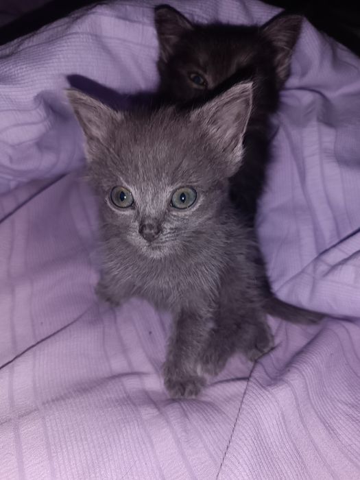 Дві маленькі кішечки принцеси шукають родину!