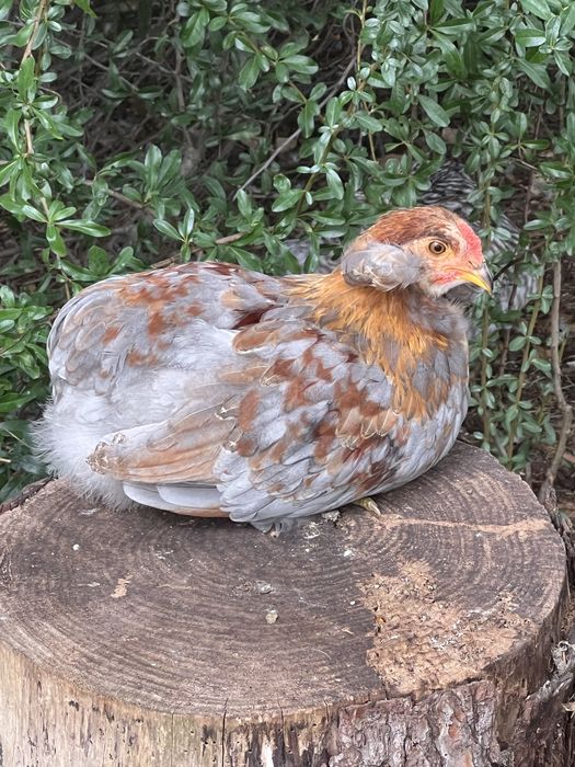 Macho Araucana com aretes