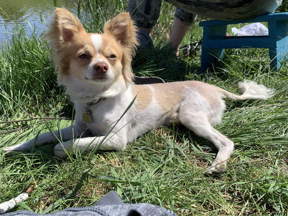 Случка кабель чихуа-хуа