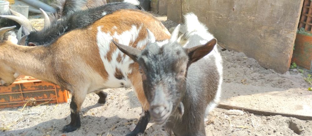 Cabras anãs (micro)