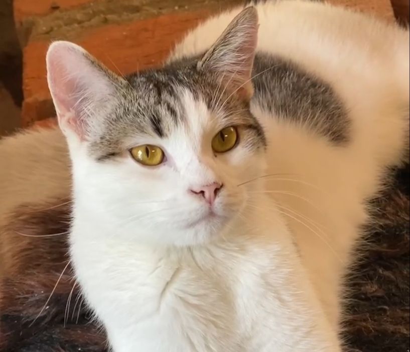 Отдам даром в добрые руки бело-полосатого котика
