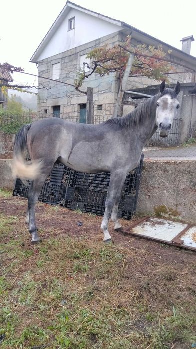 Poldro puro sangue árabe