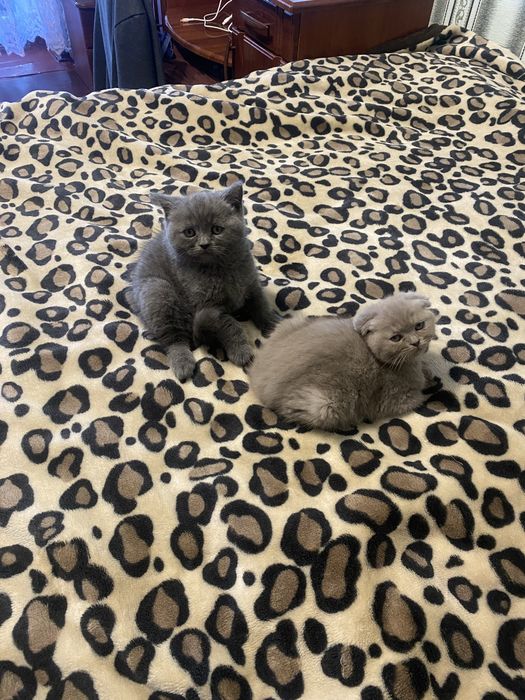 Продам шотландських кошенят