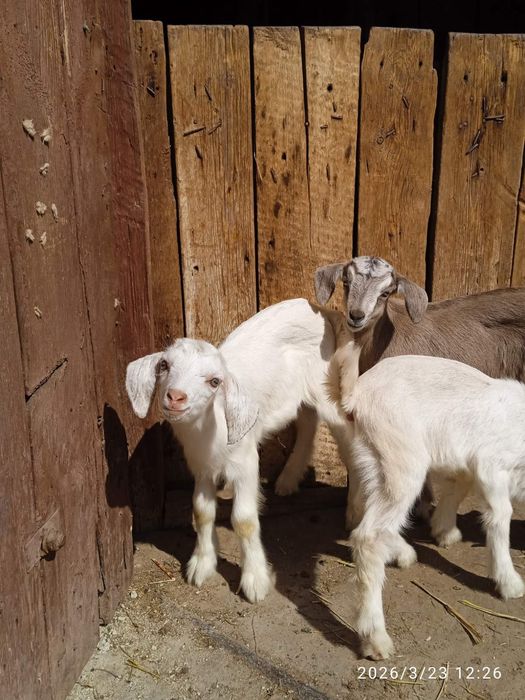 Продаются козлята
