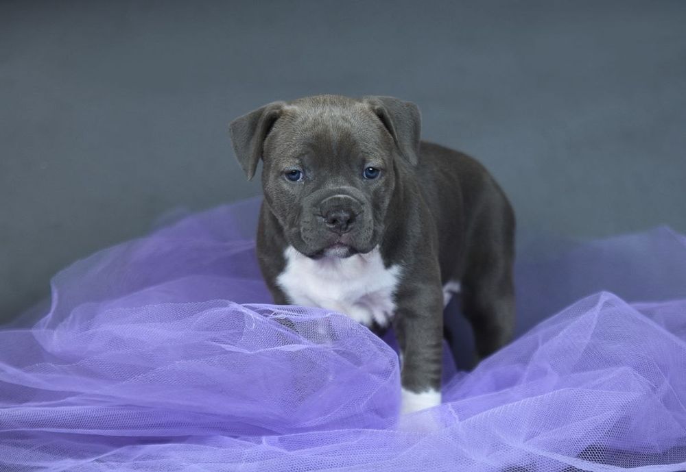 Голубая красавица амстафф, стафф, стаффордширский терьер с док КСУ