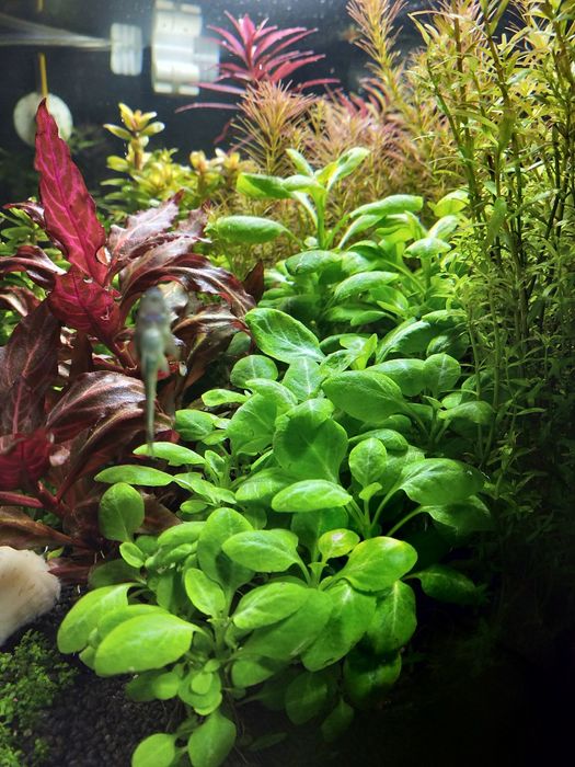 Lobelia Cardinalis sp. Mini (Stroiczka kardynalska )