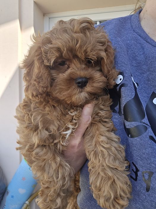 Cavapoo / chłopczyk