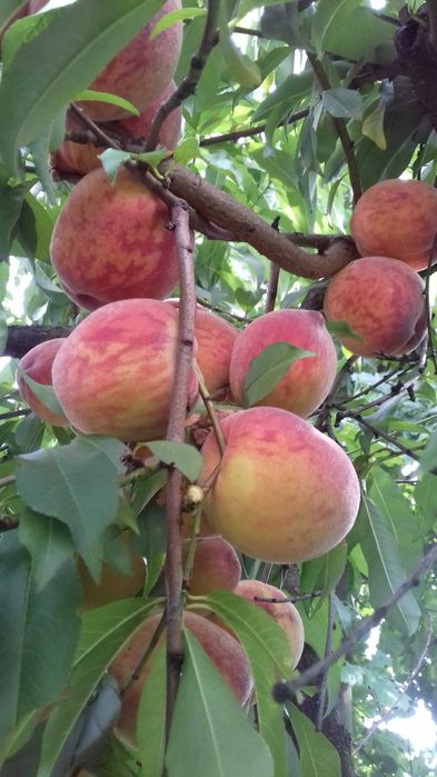 Dżem z brzoskwiń BEZ DODATKU CUKRU, domowy, 300 g