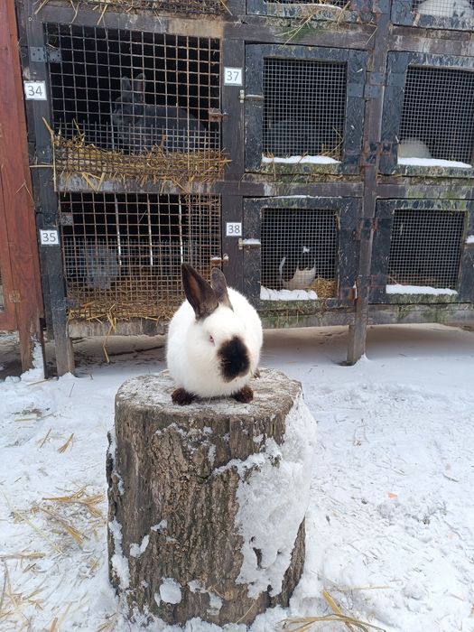 Króliki Kalifornijskie Czarne