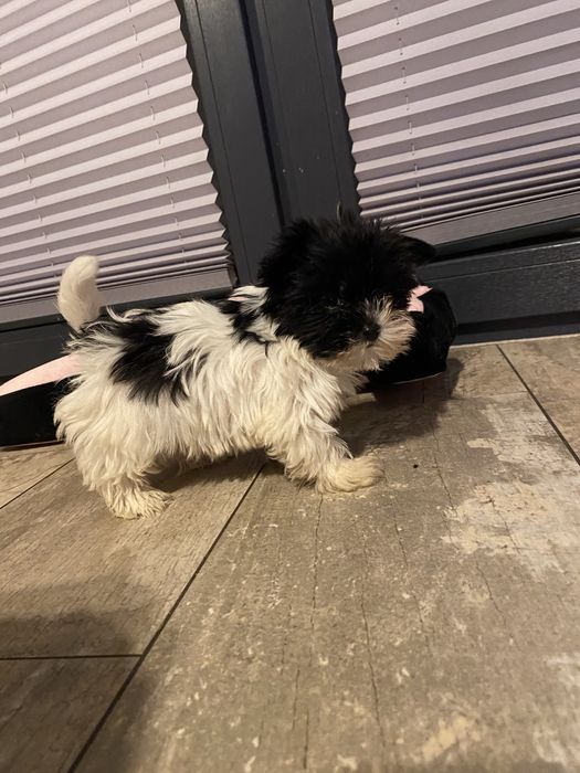 York biewer sunia mini