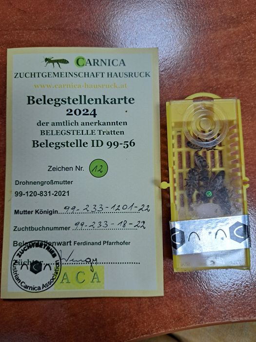 Matki Pszczele 2025 z Linii Alpejka, Krainka W50 Austria,