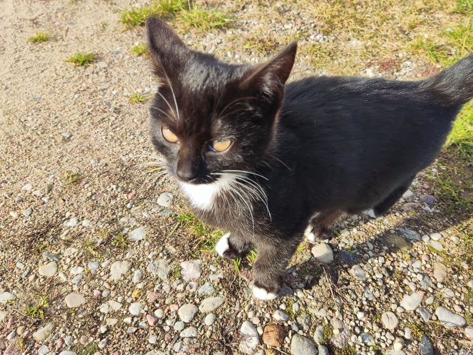 3 miesięczna kotka szuka domu