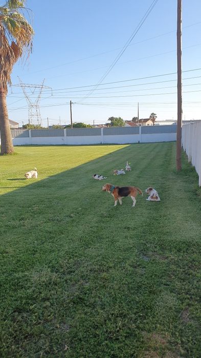 Hotel canino cães
