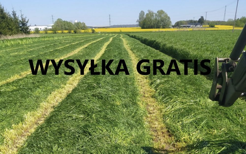 Mieszanka traw lucerna koniczyna gorzowska kupkówka festulolium trawa