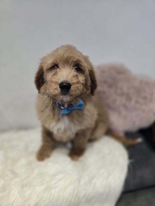 Goldendoodle f1 standard