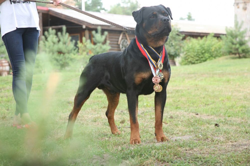 Ротвейлер ТАЙСОН (вязка)