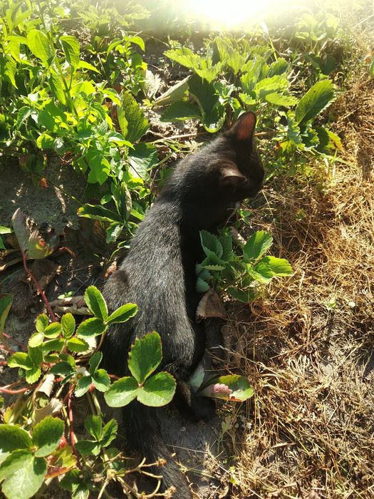 Oddam kota Lio czarny z wyprawką 100pln + zabawki