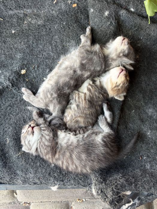Котенята безкоштовно