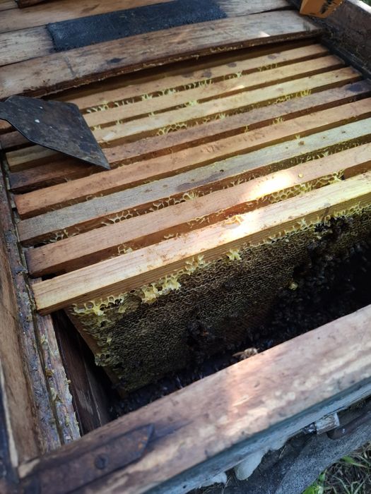 Продам бджолопакети/бджолосім'ї на українську рамку