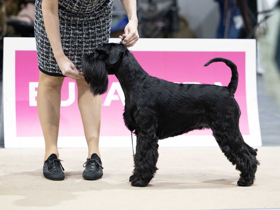 Sznaucer średni czarny - zapowiedź miotu ZKwP/FCI