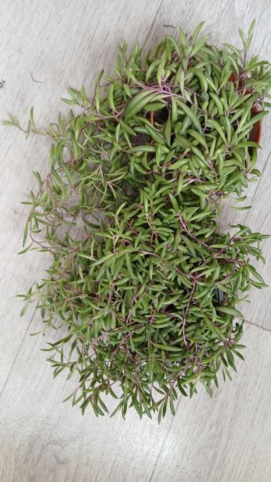 Крестовник оттон