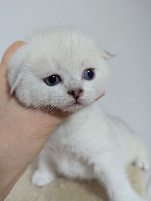 Kot rasy Scottish Fold, rodowód