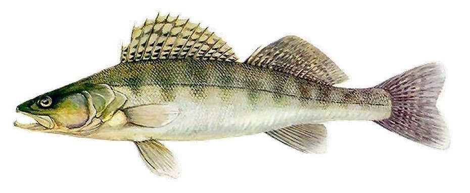 Sandacz narybek kroczek