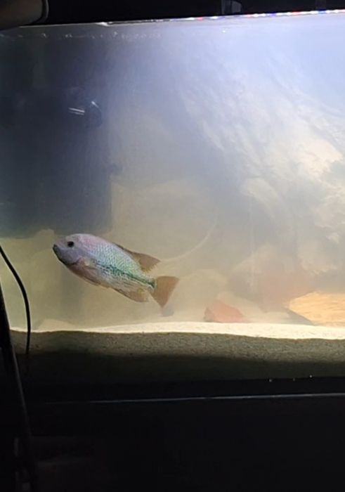 Ryba Pielęgnica Vieja wielobarwna