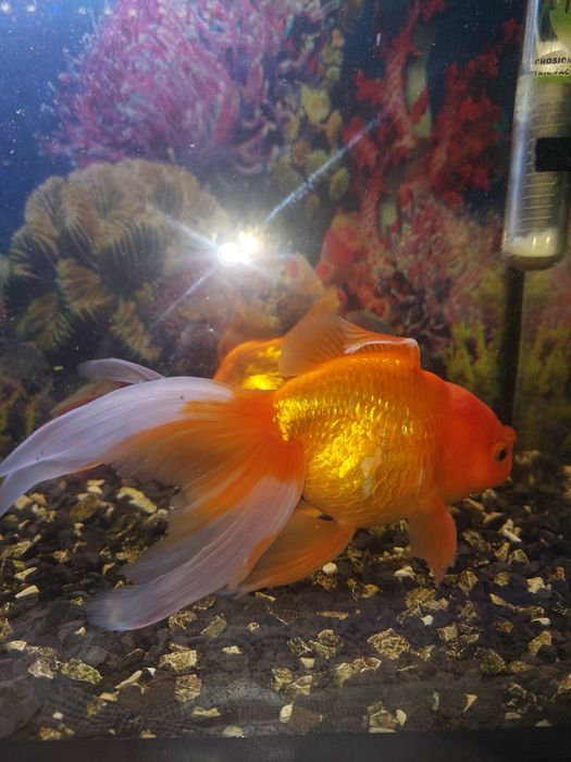 Продам Золотую рыбку.