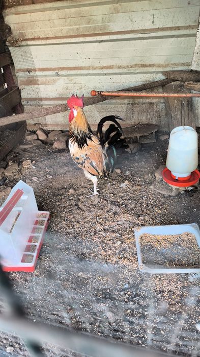 Galos e frangos nascidos e criados em casa