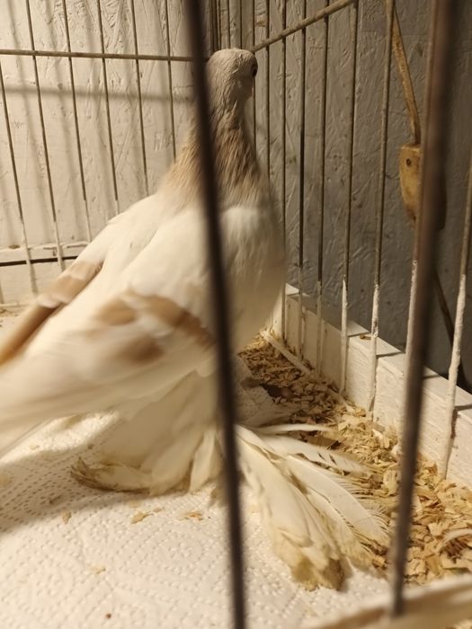 Gołąb. Blauwinder 25 .samczyk