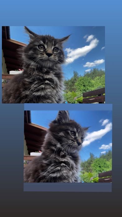 Maine Coon kotka