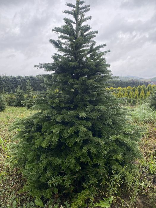 Jodła Kaukaska z własnej plantacju