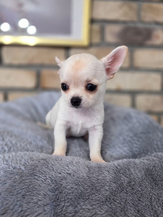 Sliczna suczka  chihuahua zkwp fci