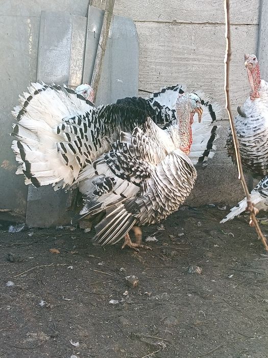 Продаю сім'ю індиків