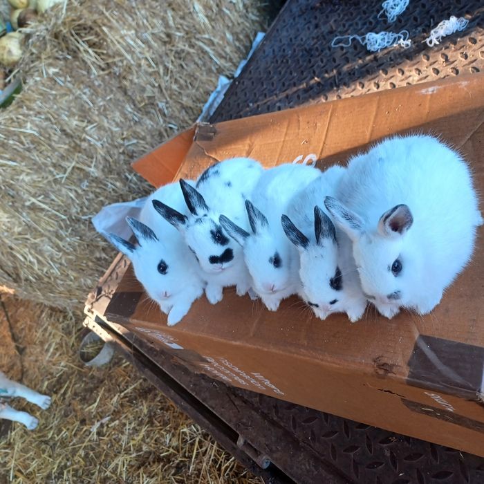 Coelhos anões  muito bonitos