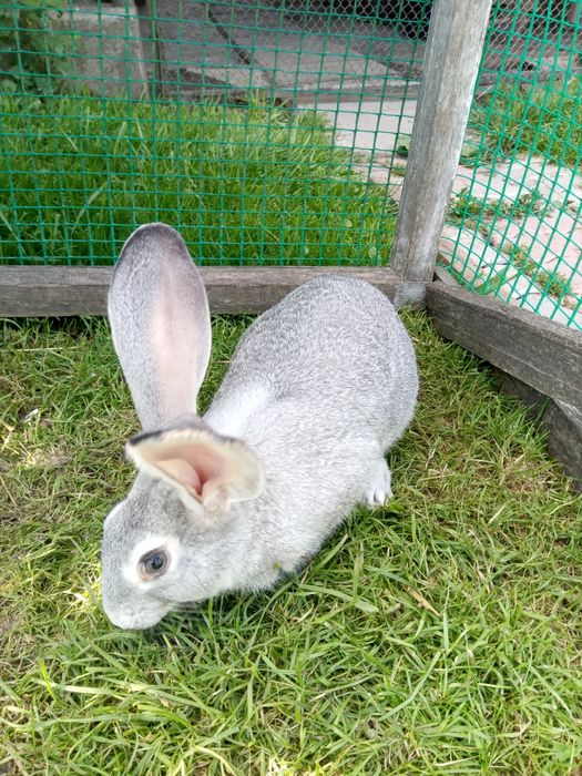 Продам самців.вік 4,5 місяці.порода,стракач,і шиншила.