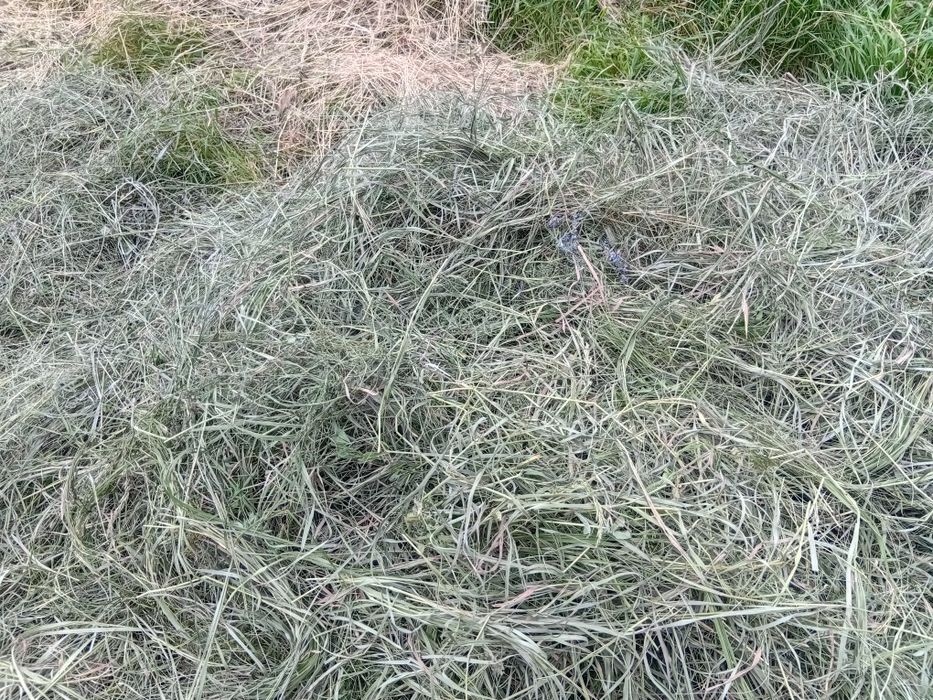 Сіно для домашніх улюбленців