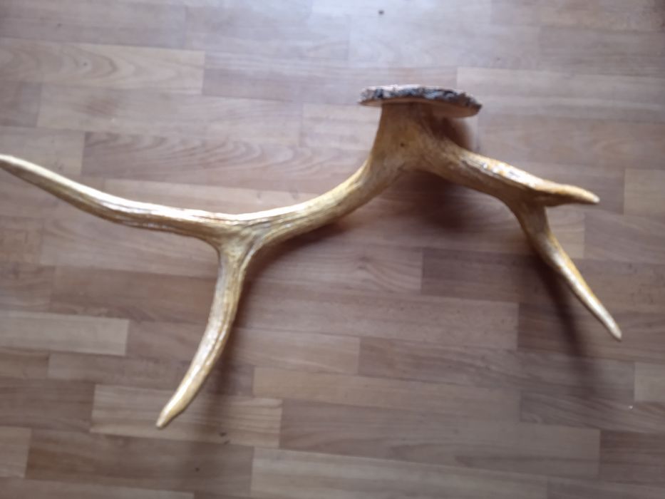 Красивые рога оленя.