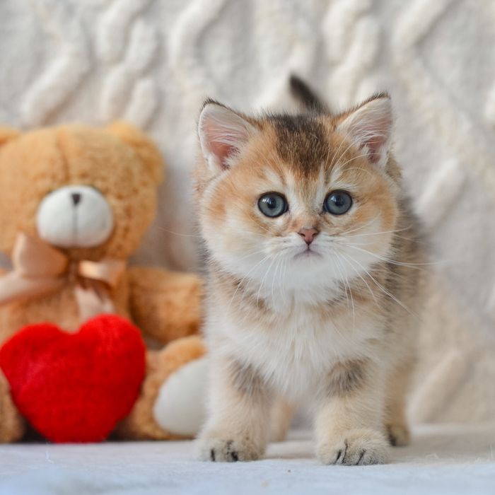 Британський хлопчик на імʼя Poki