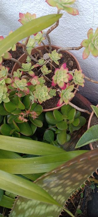 Leguminosa, catos, plantas vários tamanhos diferentes tipos  ..