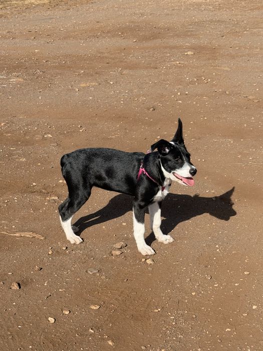 Adoção responsável - Roxy