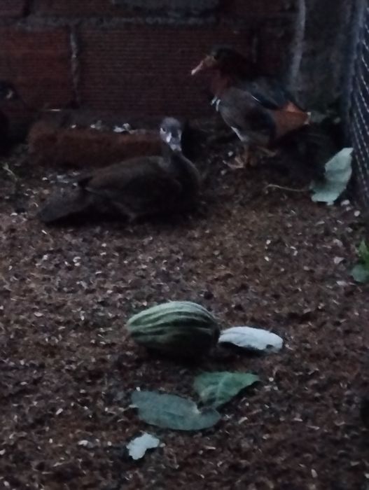 Patos mandarins machos e fêmeas