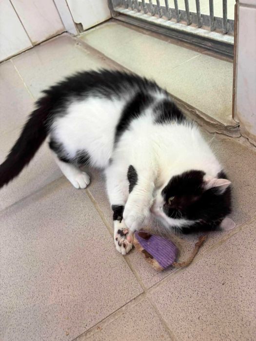 Cudna Frotka poleca się do adopcji