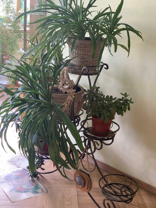 ЮККА домашня з кованою підставкою на 5 квітів